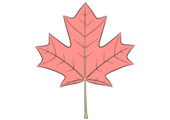 maple leaf drawing tutorial
