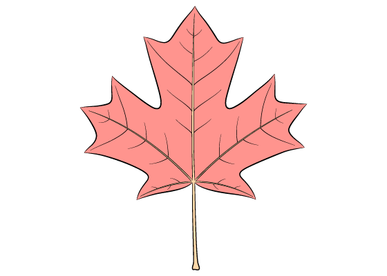 maple leaf drawing tutorial