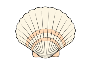 seashell drawing tutorial