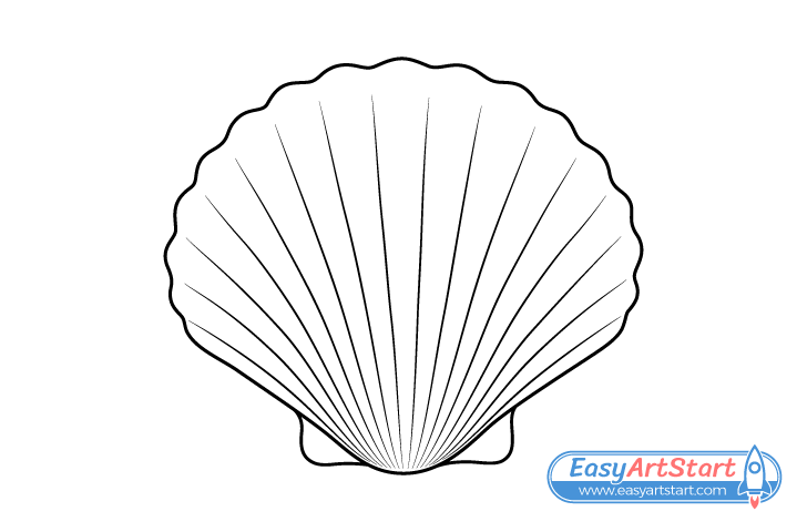 seashell grooves drawing seashell grooves drawing