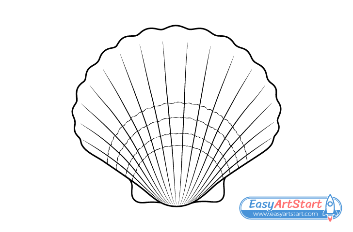seashell line drawing seashell line drawing